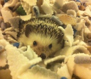 Mignonne the Hedgehog