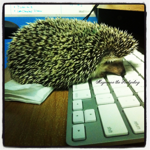 Mignonne the Hedgehog typing