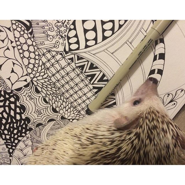 I like The Mama's #zentangle art. I want her to learn how to draw ones that look like #worms or #kikkets. #arthog #notforeating #hedgie #hedgehog #Mignonne