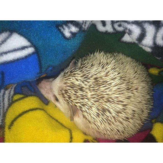 The Mama seems to need lots of snuggles these days. It's ok. I like to sleep on her chest under the soft fuzzy blankie! #hedgie #hedgehog #cuddles #luvthemama #Mignonne