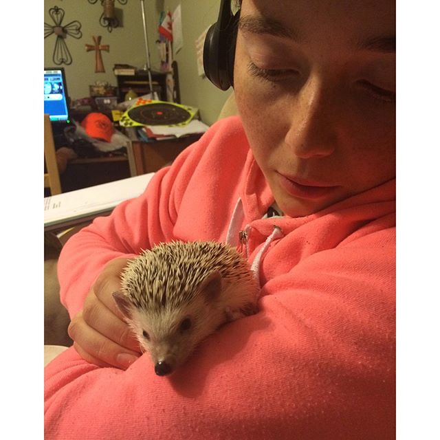 Seester hooman trying to snuggle me. Sorry Seester, I'm outta here. #hedgie #hedgehog #nowayjose #toobusy #Mignonne