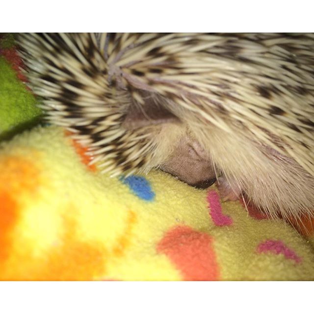 Having a lovely snooze on The Mama's lap tonight. She says I was snoring! No way... I'm sure I don't snore. Not me! But it was a nice sleep anyway. #hedgie #hedgehog #cuddling #notsnoring #Mignonne