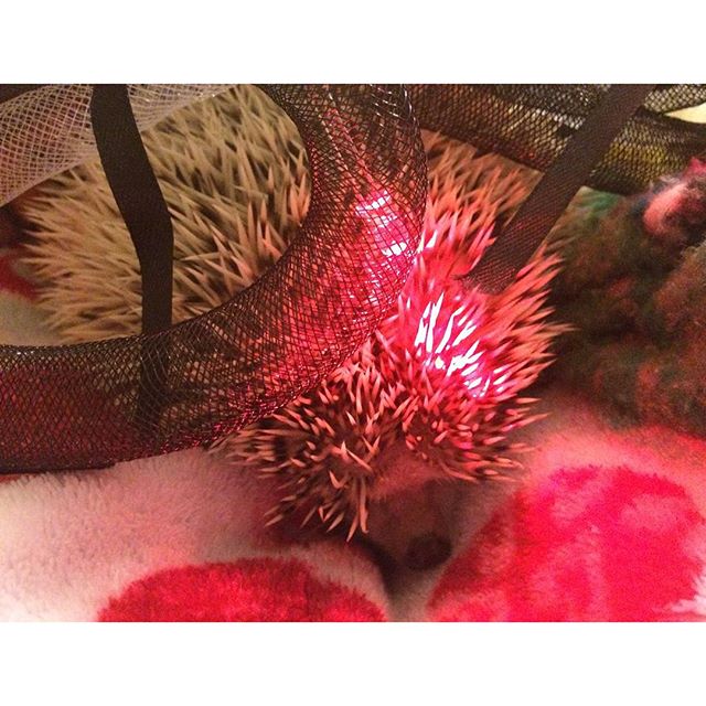 No! I'm not gonna dress up for HALLOWEEN! You're silly, Mama. Just... No! #notcooperating #nowayjose #weirdo #crazy #hedgehog #hedgie #Mignonne