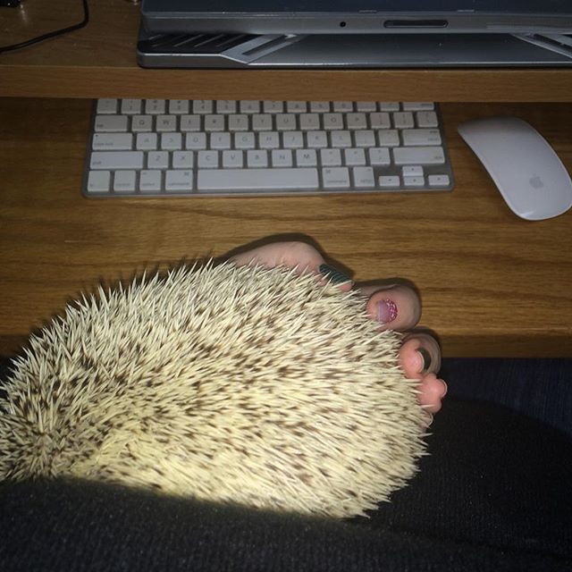 Hard Working Hedgehog : I'm helping the Mama werk tonight. She's socialmediaizing stuff for a big event tomorrow night. Somehow I don't think she's being as productive tonight as she had hoped. Hmmm.... I wonder why that is?