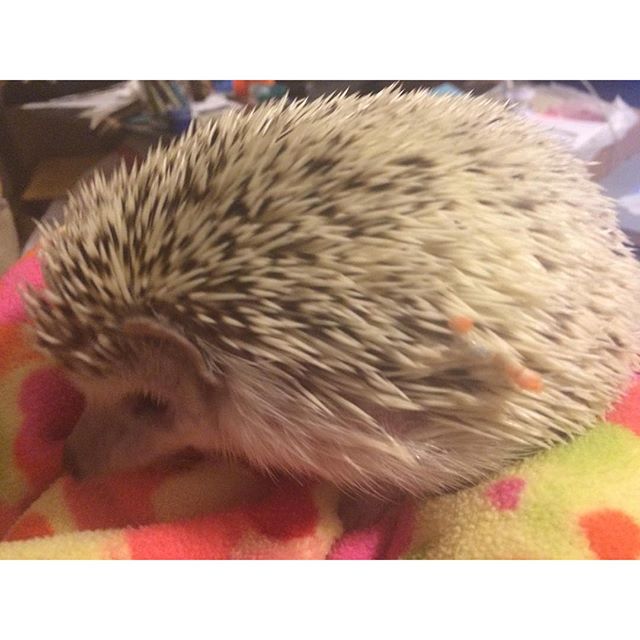 Hedgehog Anointing : Tonight my brother hooman shared his carrot with me. I decided to anoint with the carrot - I didn't eat very much of it. Just did my weird hedgehog thing! Lol! I like how it looks. What do you think? Hedgehogs can eat raw carrots if they are in tiny pieces, or cooked carrots. I