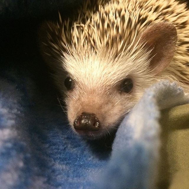 On the lookout : The Mama was getting the container of worms out. I was just ready to pounce!! Keeping a close lookout so I was ready when those meal worms came my way. They are my favorite hedgie treat!