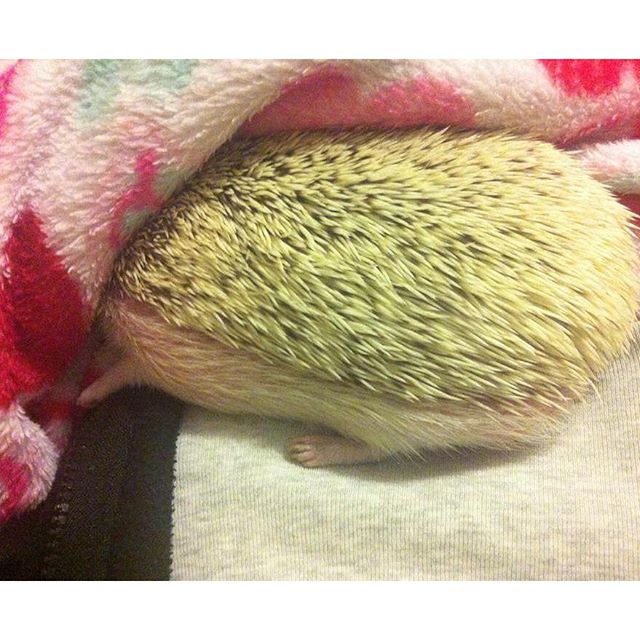 Splatted Hog : Completely splatted out on The Mama, sleeping soundly. So warm and comfy.