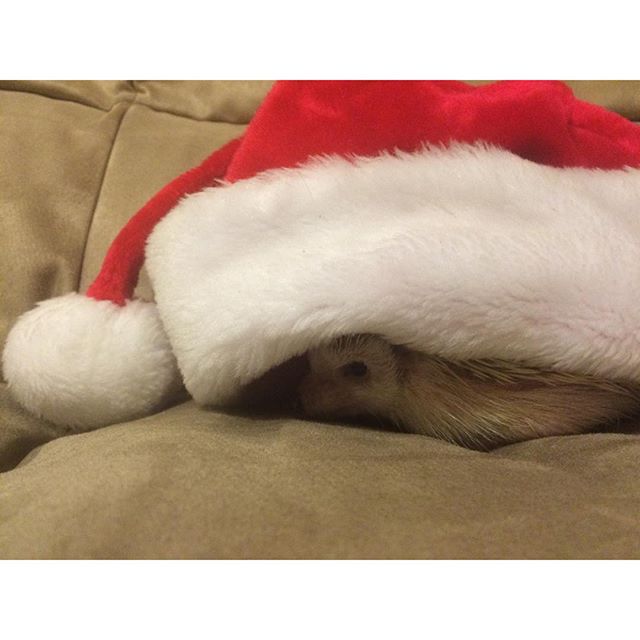 Santa Hog : This Santa hat is a bit big for me. I'm not thrilled about hats anyway, but at least I can hide and sleep under this one while the Mama plays her @ptxofficial Christmas music at full volume.  @hedgehogswearinghats