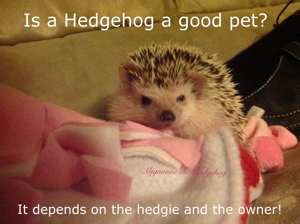 Is a hedgehog a good pet? 