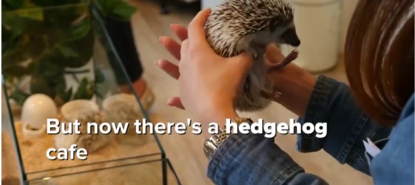 Hedgehog Cafe Japan - Today Show video