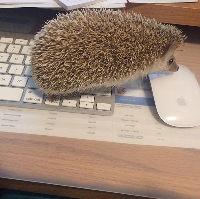 Werking Hog : It's Monday morning and I'm already werking. Helping the Mama in the office. This mouse isn't talking to me, though. Hmph. Watch out, #MagicMouse... I might pee on you!