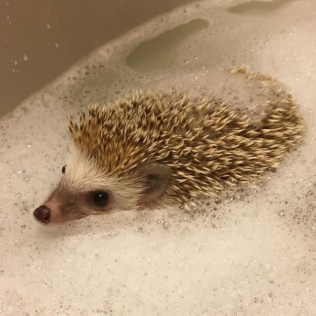 Bath time agreement : If you don't touch me, I'm fine to stay camouflaged in this warm bubble bath. But don't try to wash me, lady. This cuteness will come apart and chaos will ensue. Trust me!