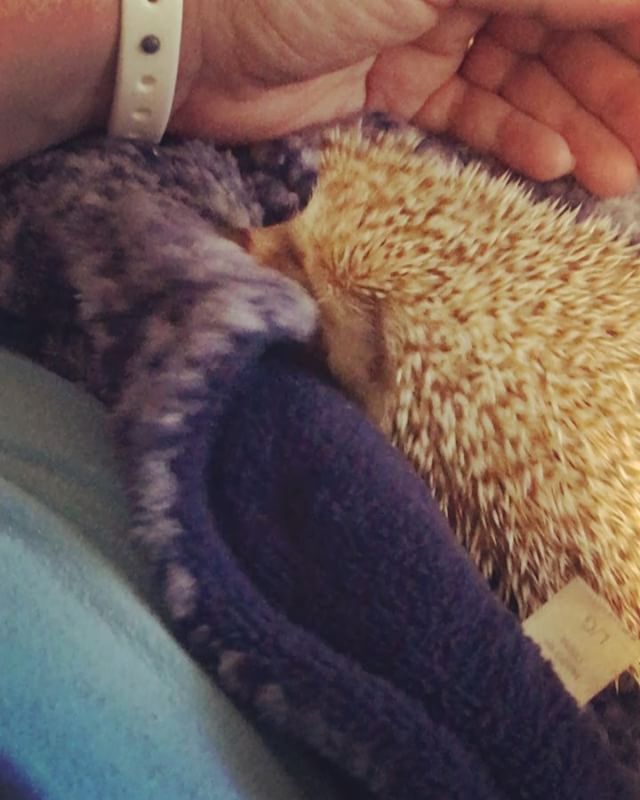 Hedgehog chewing : Mama's sweater was tasty. But I don't just chew to chew usually... I chew to anoint. (Watch for video #2.) 1/3