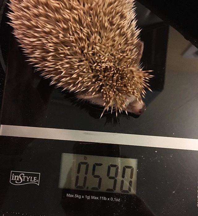 Weigh in : How many bigs am I, Mama? Is that enough bigs? I'm 11 months old now. Have I grown all my bigs yet? 0.59lbs or 267g.  Seems good to me. I can stay tiny.