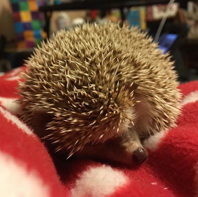 Hedgehog Sleeping : What's your favourite place to nap? I decided to rest here for a second, on top of my after a treat of #mealworms. I prefer to sleep covered up, and most hedgies probably do, too. But I thought maybe you have a different or fun place to sleep. Tell me about it, and alike!