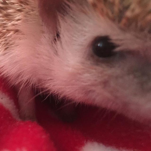 I got my eye on you : I’m looking at you looking at me. Did you know Hedgehog eyes can sometimes pop out? I have never had it happen but some hedgie friends of mine have. There’s not much skin holding these little beady eyes in place. If your hedgie has any eye problems, be sure to take them to a vet ASAP!