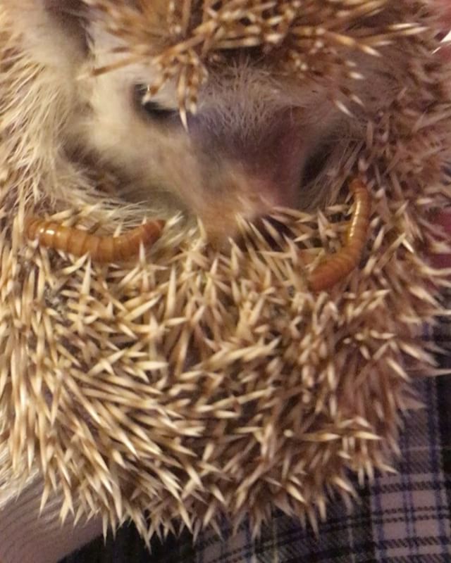 Uncooperative Hedgehog in a Ball : You see those videos of cute hedgies rolled up on their back and eating worms? Well, I am NOT one of those hedgies. If I want out, not even worms will deter me. I’m not a very compliant hedgie, and I’m ok with that! This morning I was having none of it. The Mama woke me up in the daytime and I just wanted to be left alone. No cute rolled up Hedgehog eating snacks video from me. No way! I’m outta here! Keep yer worms, lady.