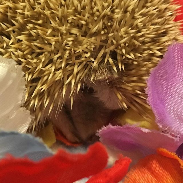 Sweet Hedgehog Dreams : The Mama thought I might like to check out her dollar store lei. I think she was hoping for a special flowery hedgie photo shoot. I just got comfy and went to sleep, though. No fancy Hedgehog photos today, crazy hooman. The lights are on so it’s time to snooze! I’ll dream of sweet hedgie things like meal worm treats and maybe kikkets! Night Mama!