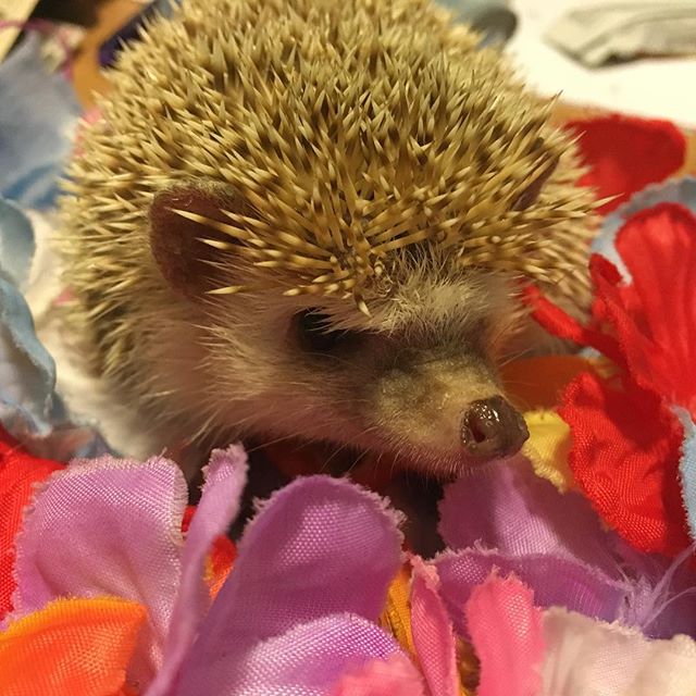 Gadget Got Lei’d : hahaha! That’s too silly. I missed posting on #LeiDay! But don’t worry, I had my Hawaiian photo shoot a few days early. The flowers tickled my nose and made lots of noise so I huffed a lot but managed a few good pics. I’m pretty cute if I do say so myself. ?