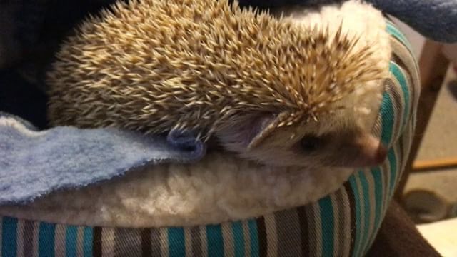 Morning Hedgehog Shenanigans : Having some morning adventures with the Mama. Mostly, I’m looking for a place to hide because hedgehogs don’t like being awake in the morning. Hedgehogs are nocturnal, but I’ll tolerate a *little* activity early in the morning.