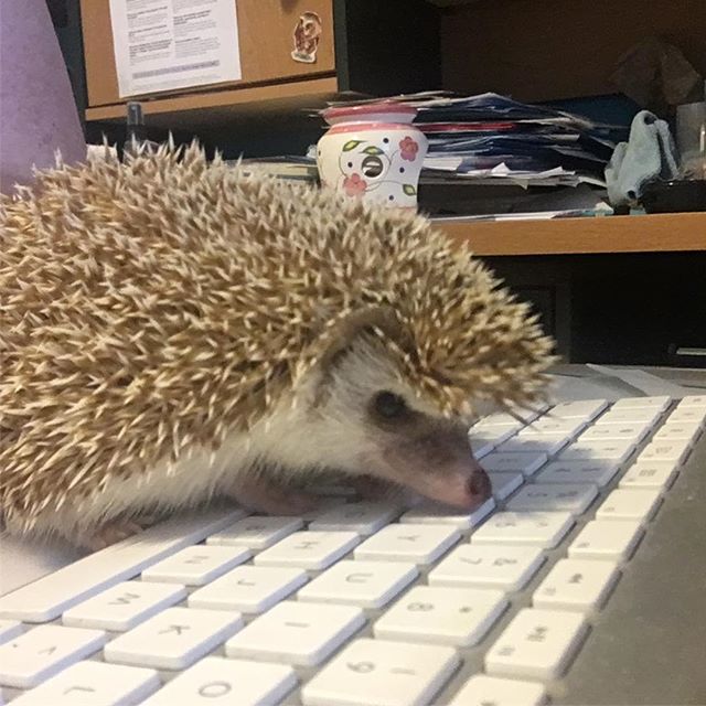 Office Pet : Hedgehog hard at werk in the office. Werking werking werking! I’m head-down, nose-to-the-keyboard, werking on new stuff for the Mama. Type type type. If I can just resist the urge to eat the keys, I’m sure I can get this project done soon, at least by next Tuesday! But these keys are tasty... and tempting!