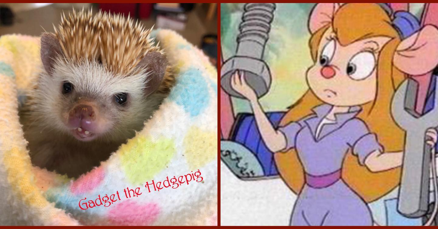 Gadget the Hedgehog - pet name - Gadget from Chip and Dale