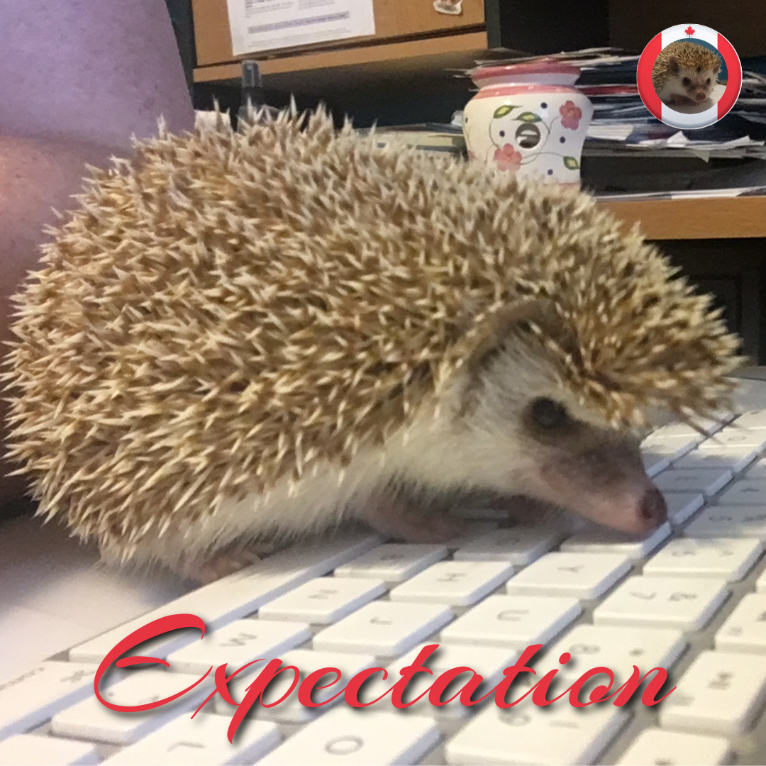 expectation of a cute hedgehog pet for a kid