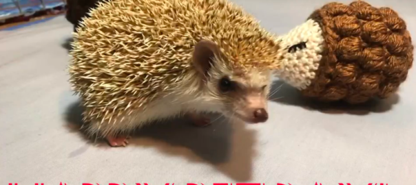 Happy Pet Day - Gadget Hedgehog with crochet friends