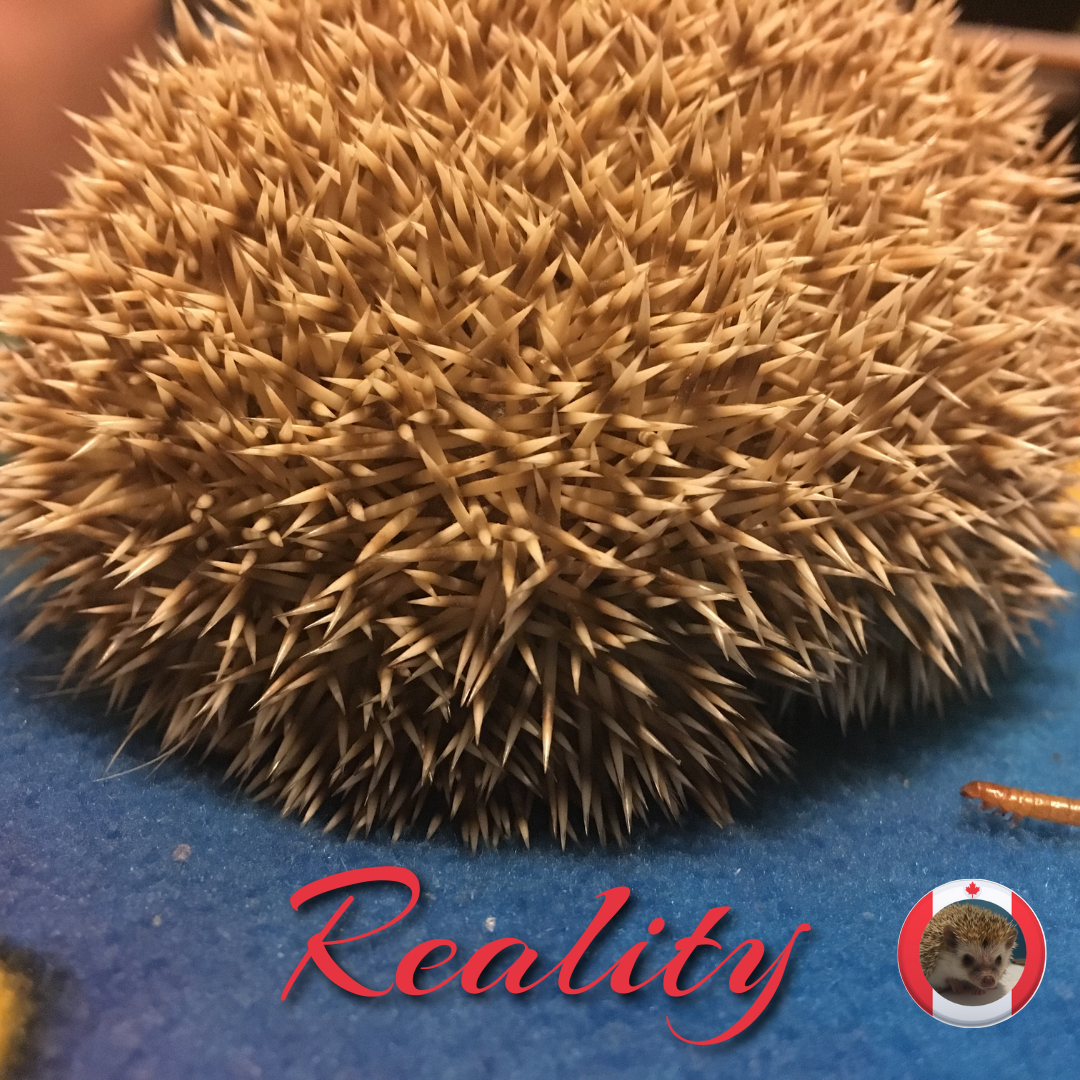 reality of a grumpy hedgehog as a pet for a kid